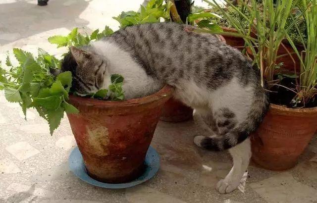 喵星人吸了猫薄荷后,已经是只废喵了!