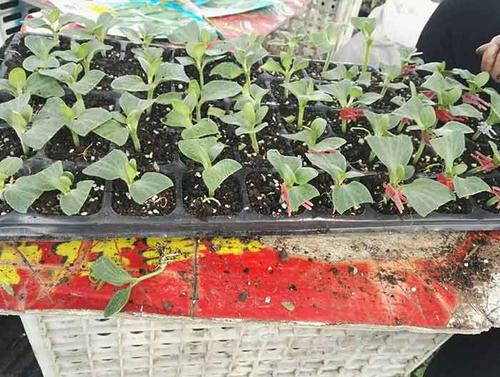 百盛西瓜嫁接苗,货源充足