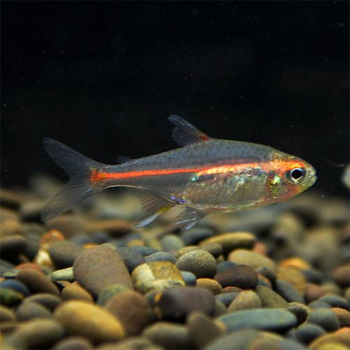 红灯管鱼玻璃霓虹灯热带透明鱼红色鱼小型红灯鱼草缸热带群游鱼