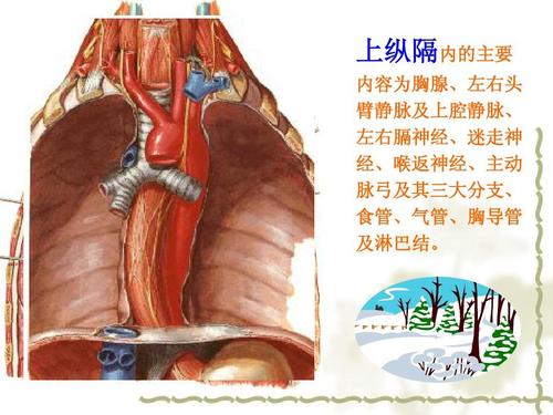 纵隔【人体解剖】ppt