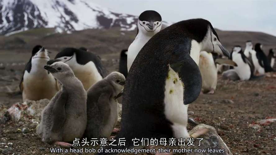 观《地球脉动》第二季第一集有感