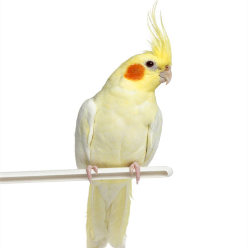 玄凤鹦鹉活体宠物鸟手玩鸟玄凤鹦鹉活物小鸟幼鸟学舌头说话鸟虎皮鹦鹉