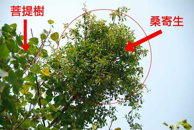 桑寄生-功效与作用-中药药用价值网