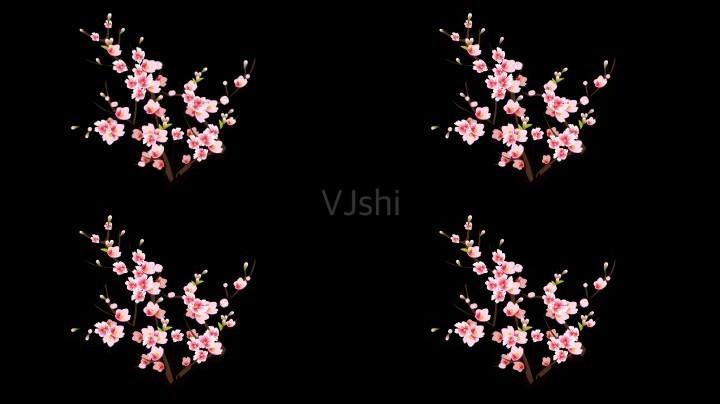 桃树桃花生长花瓣花开桃花素材桃花透明通道桃花动画桃花素材视频