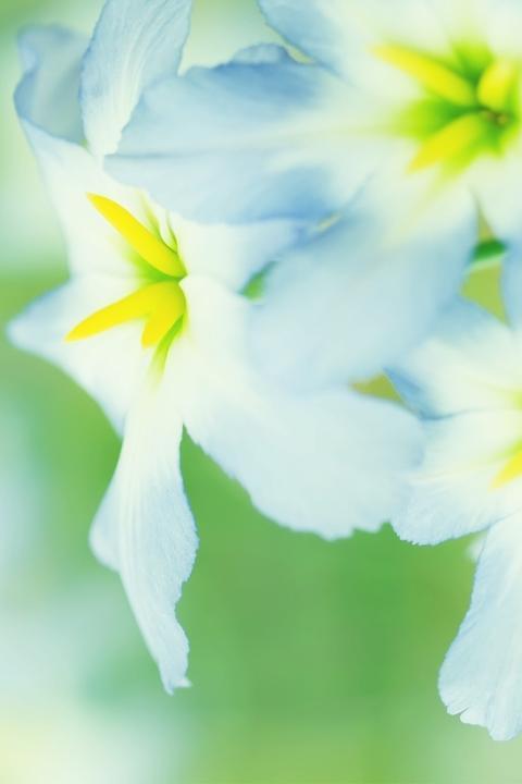 小花们阳光灿烂的夏天手机壁纸