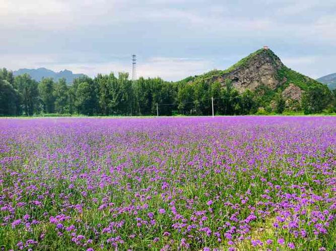 河南花海景区停车场-"9615百里画廊风景如画,沿路