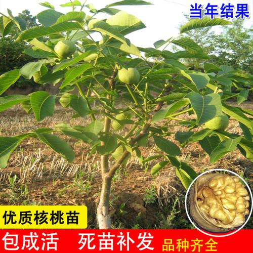 购客核桃树幼苗当年结果嫁接苗碧根果南北方种植特大薄皮文玩核桃苗树