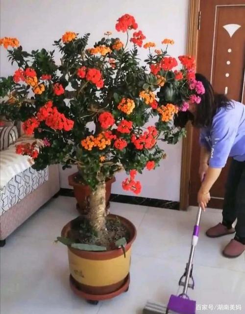 玉树嫁接长寿花