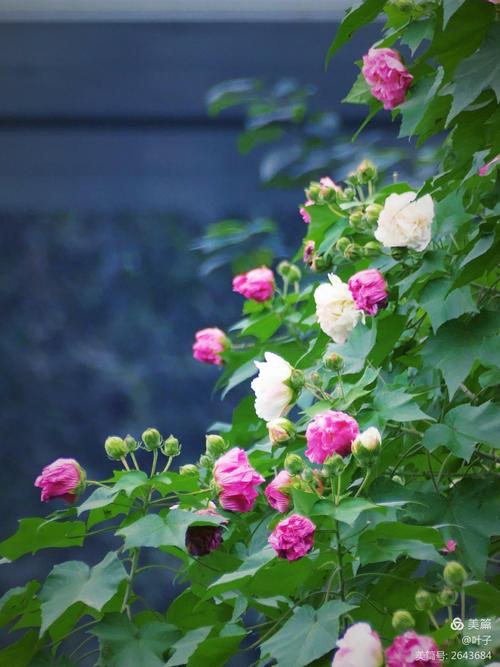 深秋最美芙蓉花