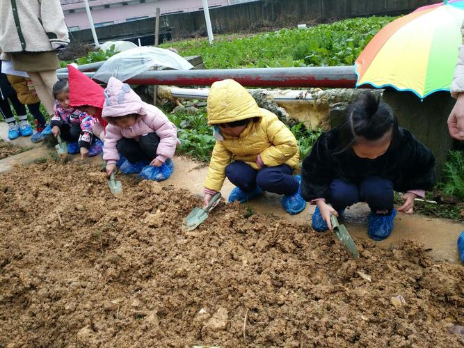 《拥抱自然 快乐成长》涉外公馆幼儿园中二班土豆种植