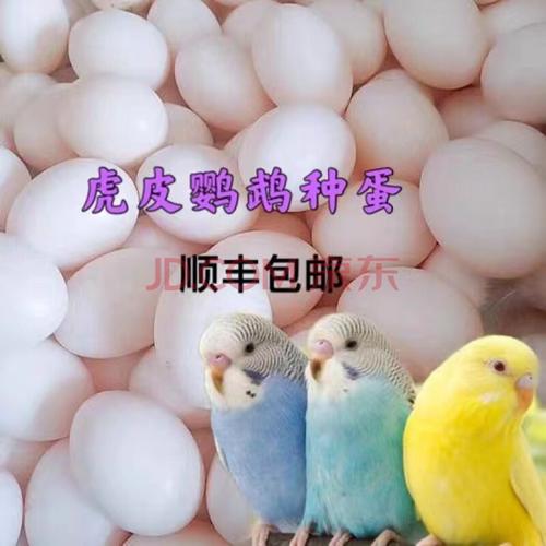豆乐奇种蛋手养鸟玄凤种蛋虎皮受精蛋卵鸽子新鲜蛋可人工孵化鹦鹉鱼