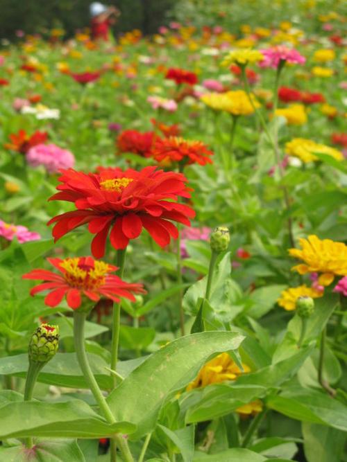 种在葵花园边上的花,主任说这叫步步高~~我觉得有点像太阳花,但花瓣