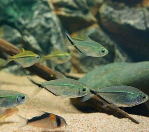 处理黑尾大勾—潍坊观赏鱼