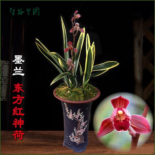 兰花红荷冠矮种墨兰东方红神荷建兰禅月达摩迷你小盆栽阳台花卉