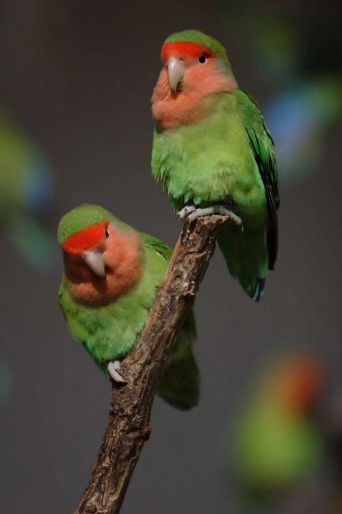 黄桃脸,绿桃脸牡丹鹦鹉 in上海动物园宠物貂宠物貂也是风靡国外的