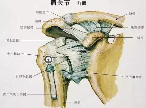 哎,拿什么拯救你啊,肩周炎 我们来一张正常肩关节的解剖图