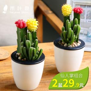 仙人球盆栽含盆植物室内开花清新空气仙人掌类植物仙人柱多肉组合