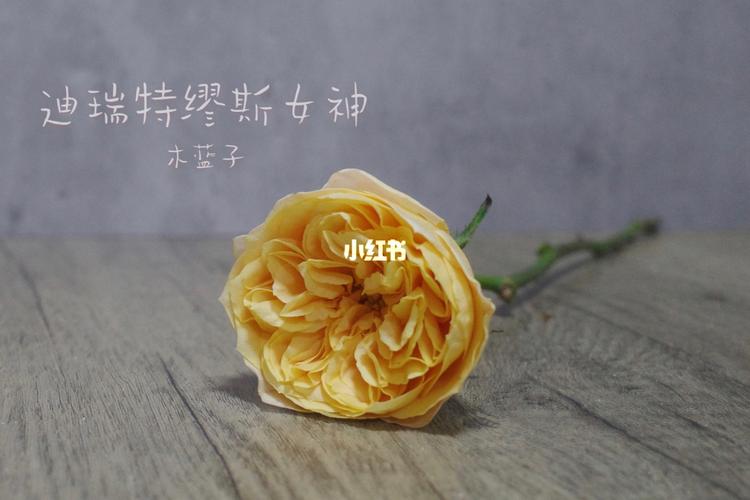 【花在说】玫瑰|迪瑞特 缪斯女神_缪斯女神_家居家装_家居装饰