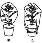 植物的蒸腾作用实验