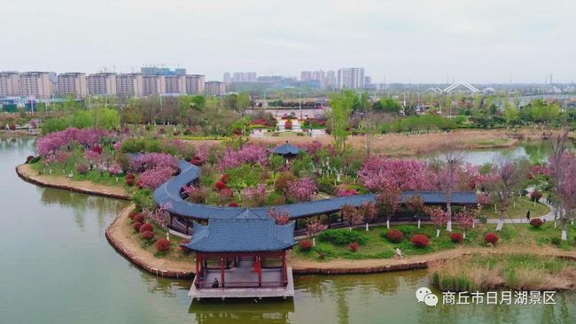 商丘市日月湖景区浪漫不过樱花岛花季