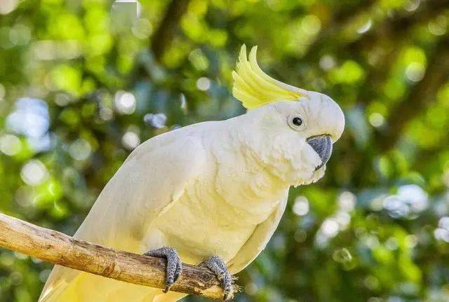 最聪明的五种鹦鹉!各个都很机智,网友:都成精了!