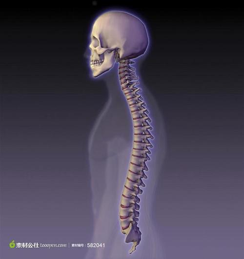 高清人体脊椎骨骼下载