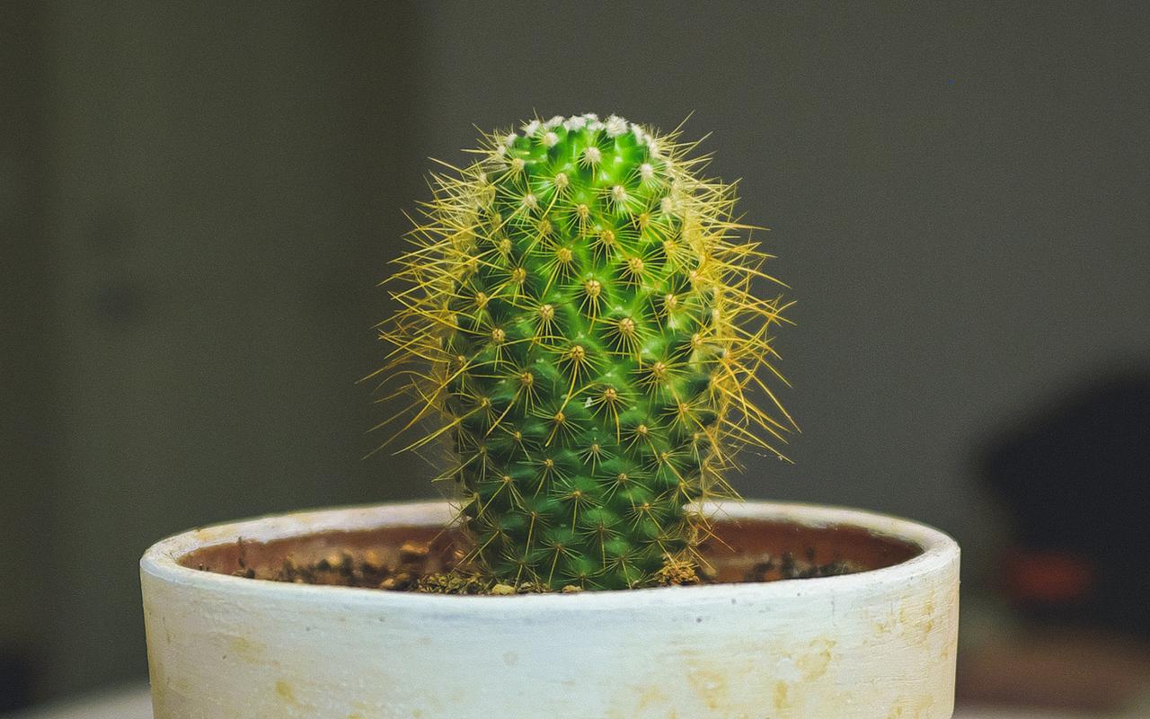 仙人掌盆栽高清电脑桌面壁纸图片
