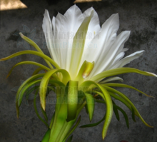 剑花