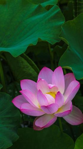 喜欢荷花不是因为爱莲说而是因为荷花真实的美