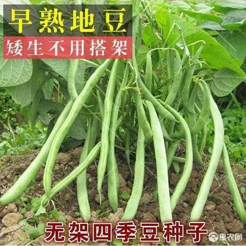 地芸豆种子 地豆种子四季豆芸豆无架种子蔬菜种子农家四季30粒