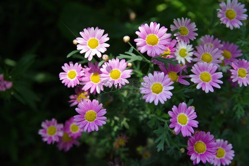 照片 自然风景 小花.