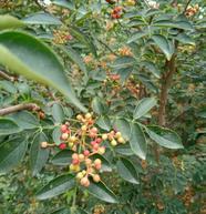 杜仲苗,杜仲树,杜仲树苗!