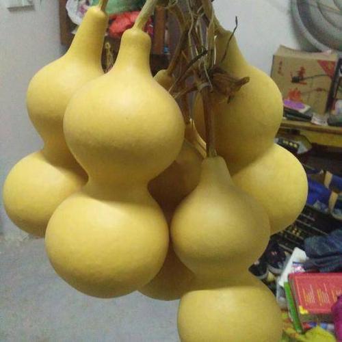 葫芦工艺品24个月以上散装