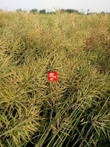 这个地里的油菜籽苗因为早种了一些时日,所以长得茂盛些】 【照片拍摄