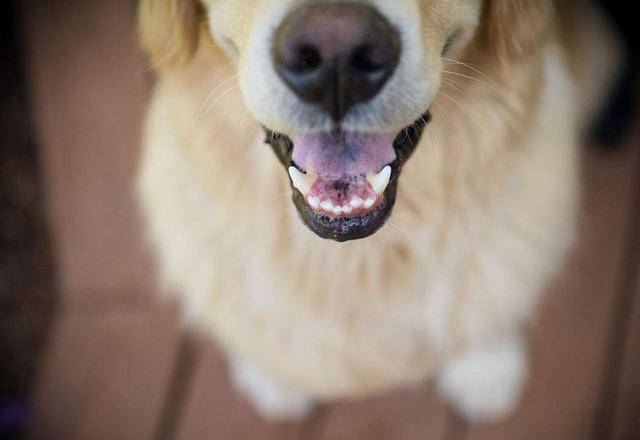 看狗狗嘴巴猜犬种,最后一个太难,你能猜中几个?
