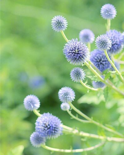 一组小清新唯美的花卉高清图片欣赏