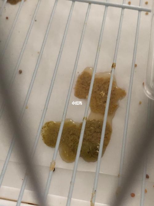 第十三更94玄凤鹦鹉各种拉稀情况参考治疗_肠胃_鹦鹉_炸毛_药山郡