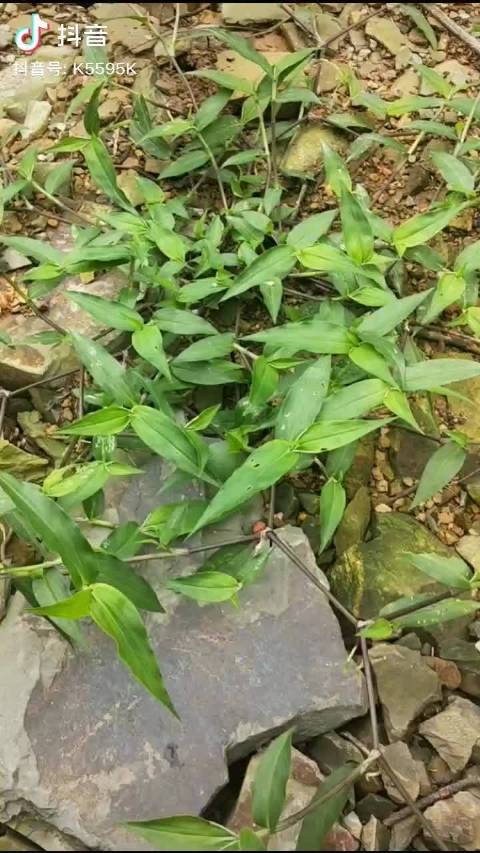 十年前,村里的人都采回去洗净晾干备用#中医##中药# 鸭跖草又名鸡舌草