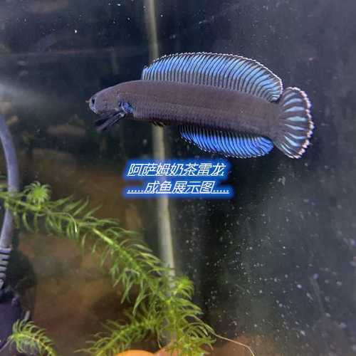 雷龙鱼阿萨姆奶茶雷龙蓝帆鱼淡水鱼缸宠物免打氧气