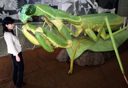 4米的巨型机器螳螂.