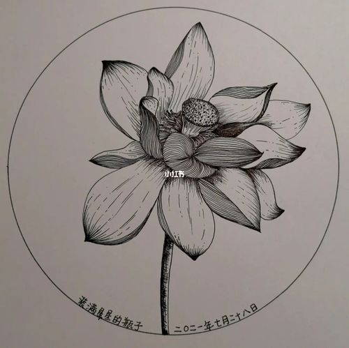 ‖黑白线描‖针管笔‖荷花_荷花_线描_针管笔_武汉攻略_装饰画_荷塘