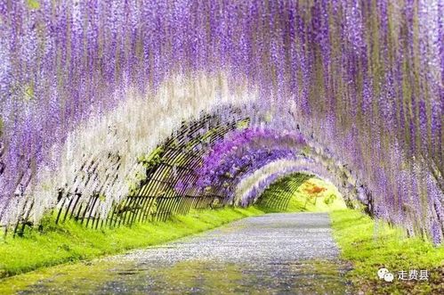 费县街拍记录真实费县 醉美紫藤花园