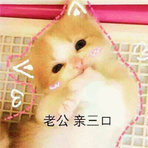 猫咪喊老公的表情包悄咪咪的偷窥老公