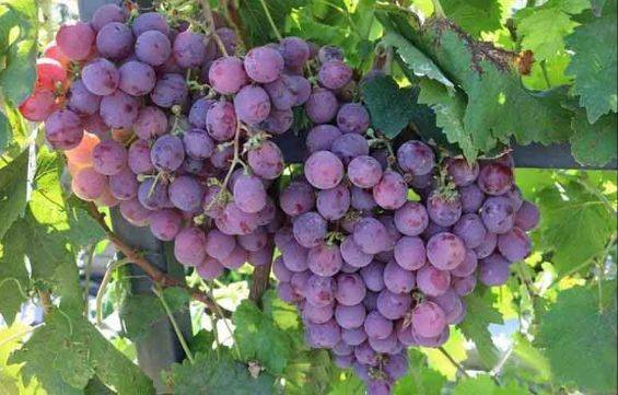 南阳这个葡萄园老板任性,让你免费吃个够!