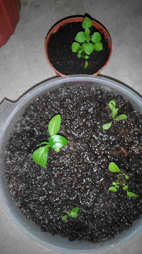 淘宝买了些玫瑰花种子,发芽后长出些苗,求达人鉴别,是