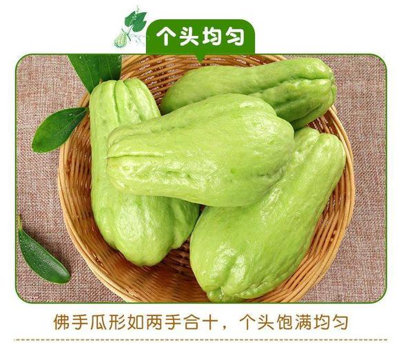 正宗新鲜云南佛手瓜新鲜蔬菜3/5/10斤一件代发包邮