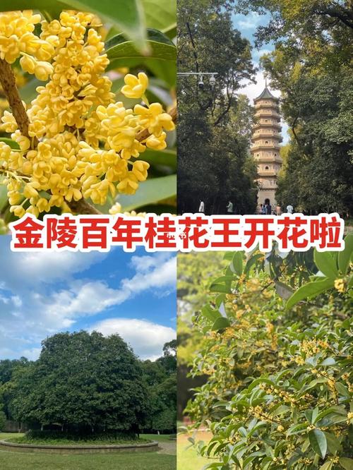 灵谷寺百年桂花王开花啦_桂花