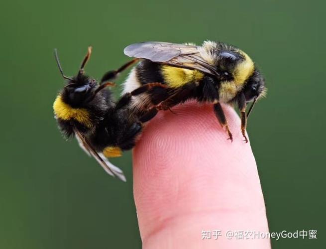 这只蜜蜂叫什么名字?