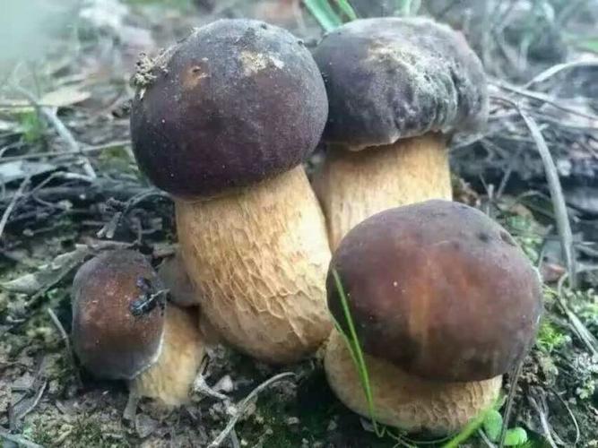 ﻿黑牛肝
