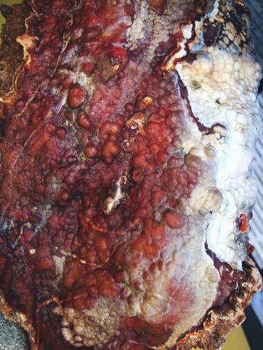 化石 珊瑚 超巨大!この种の最高峰!レア物!